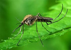 Изображение - Уничтожение комаров