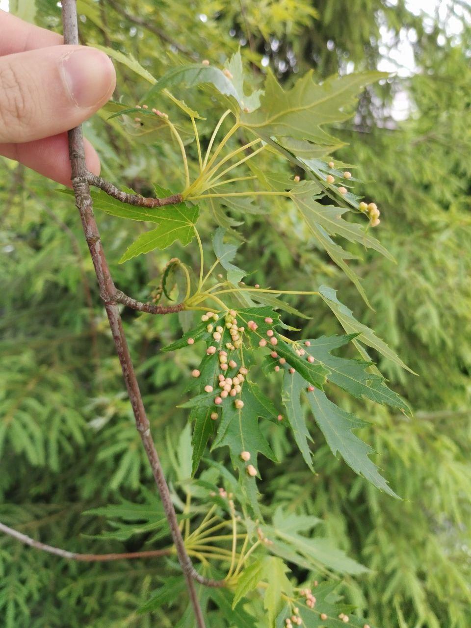 пример образования галлов