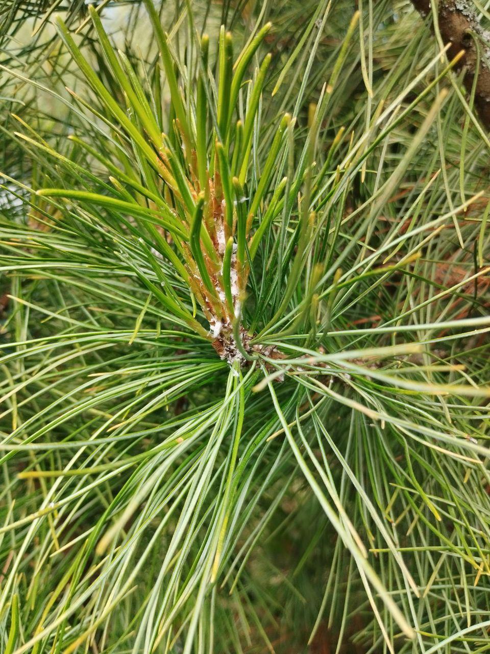 налет хермеса