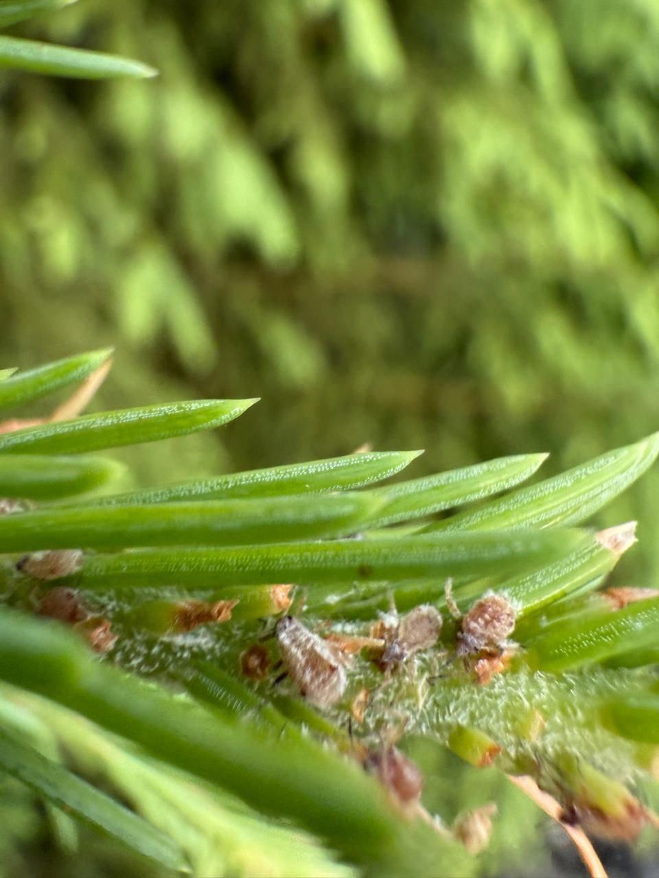 долгоносик